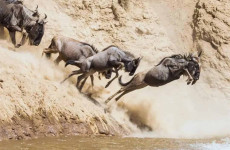 8 Days Tanzania Migration Safari