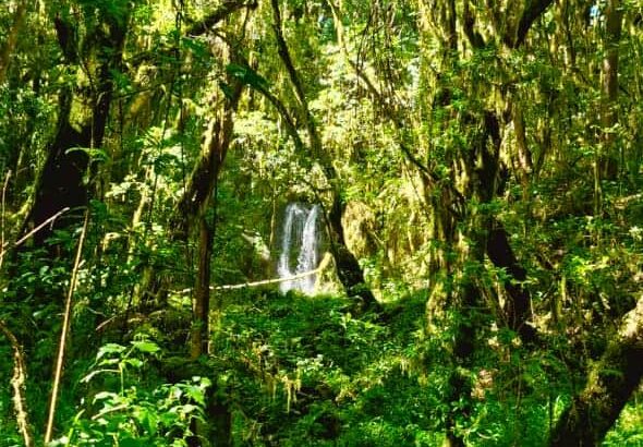 5 Days Kilimanjaro Marangu Route