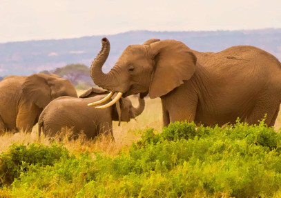4-Day Kenya Serenity and Adventure Safari