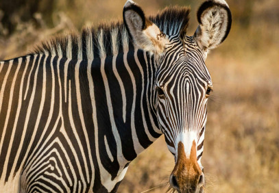 7-Day Kenya’s Finest: Samburu, Aberdare, Nakuru & Mara