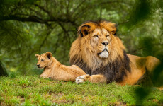 3-Day Wilderness Masai Mara Safari