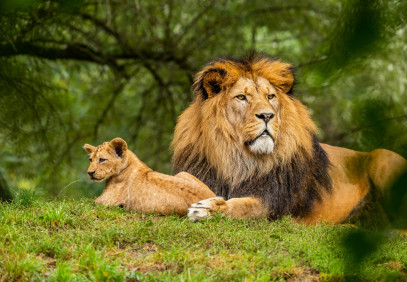 3-Day Wilderness Masai Mara Safari