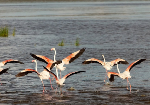 Bird Life with Smart wildlife Safaris