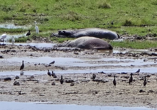 Ngorongoro Area Authority