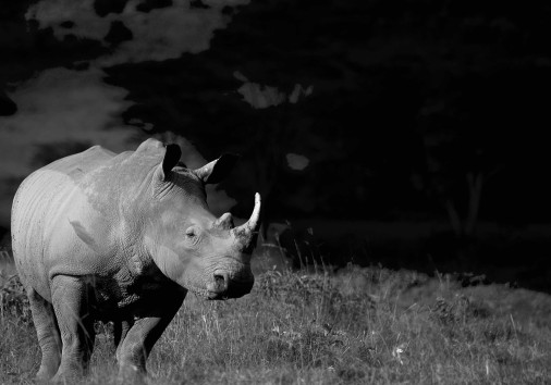 Rhino Lake Nakuru 3