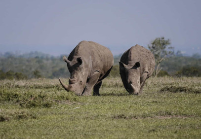 11-Day Amazing Kenya Mid Range Family Safari
