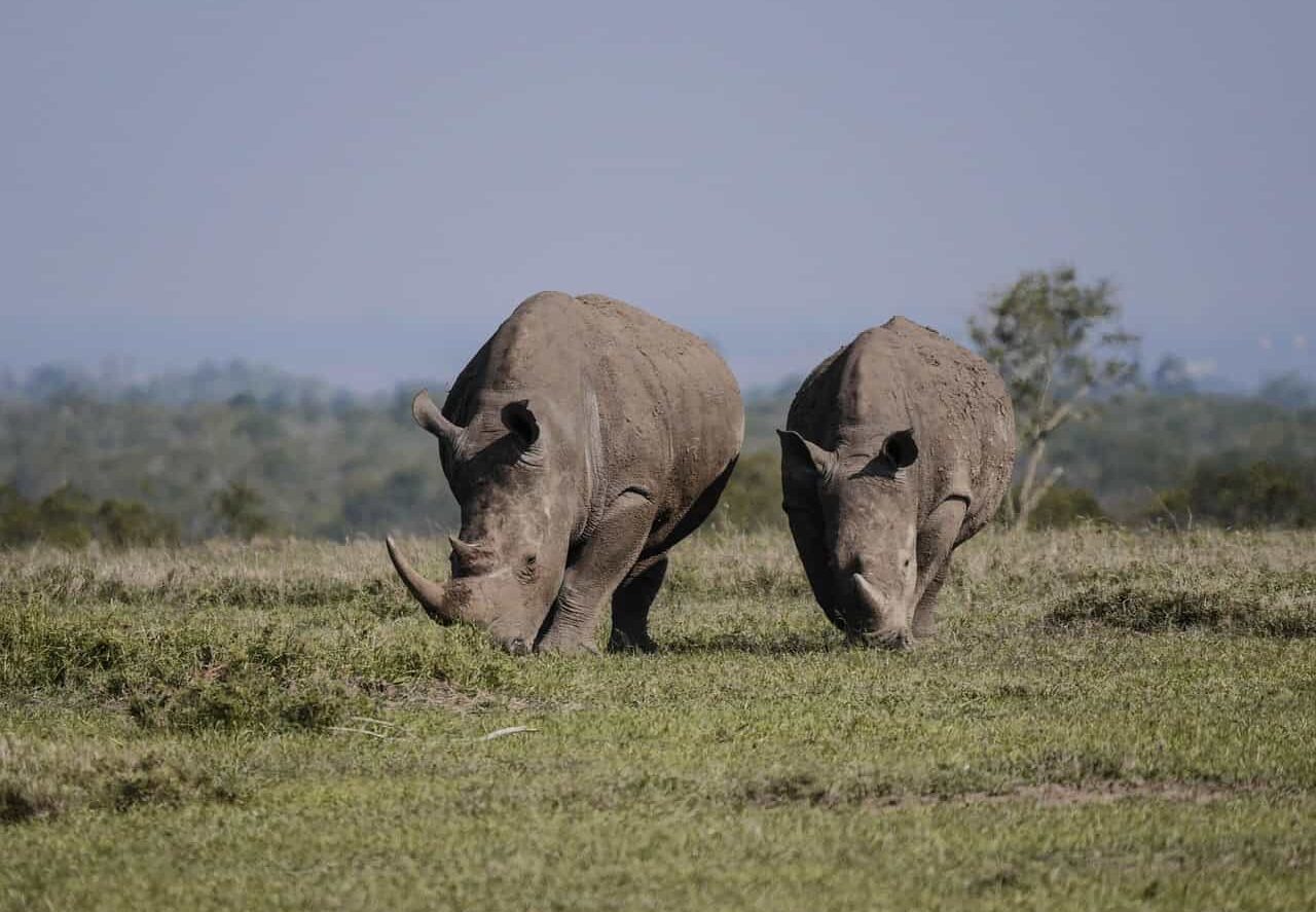 11-Day Amazing Kenya Mid Range Family Safari