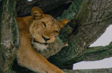 7 Days Uganda Safari