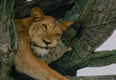 12 Days Uganda Customised Safari