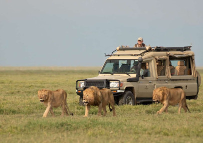 7 Days Luxury Safari Retreat