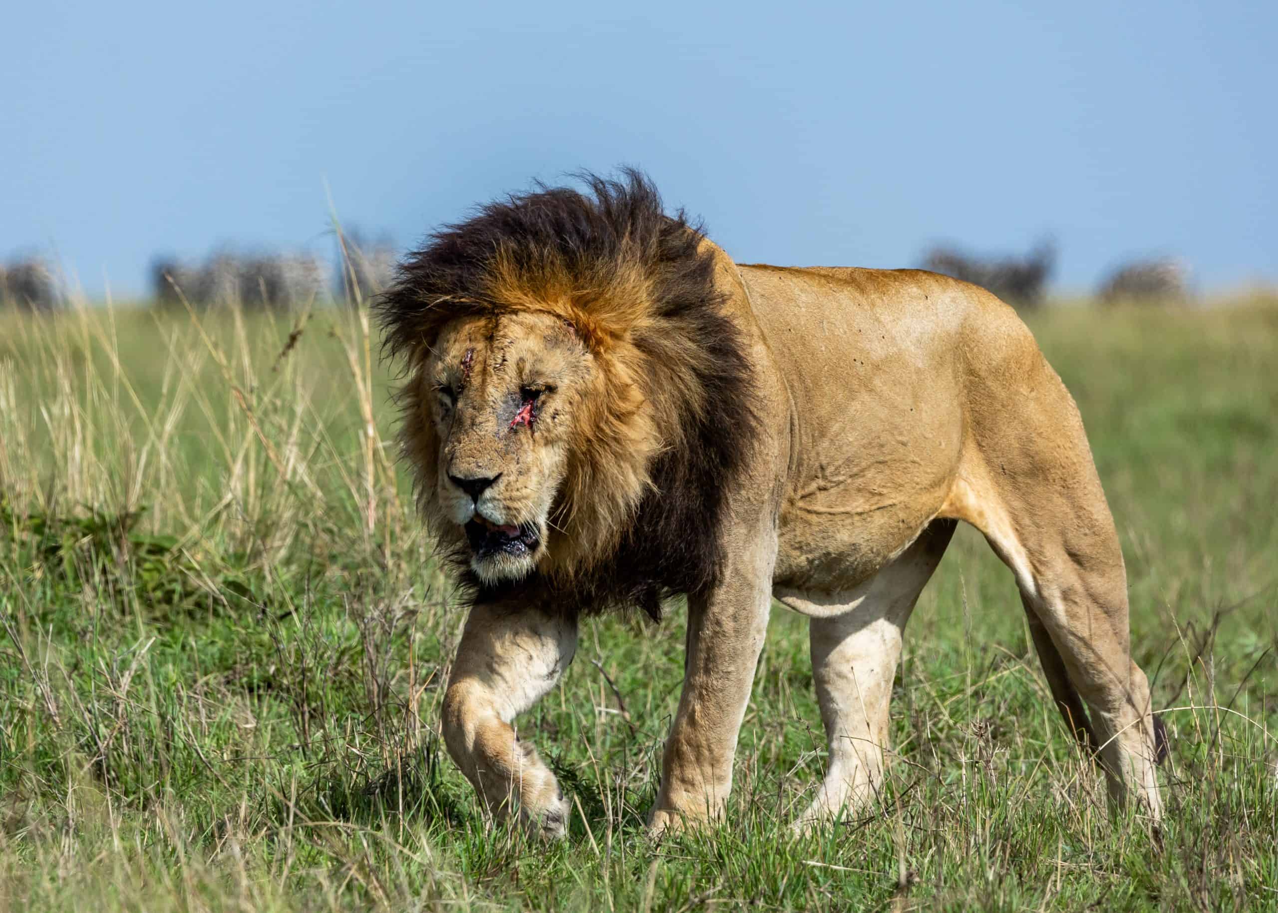 3-Day Highlights of Mount Kilimanjaro