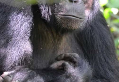 3-Days Chimpanzee Trekking in Uganda