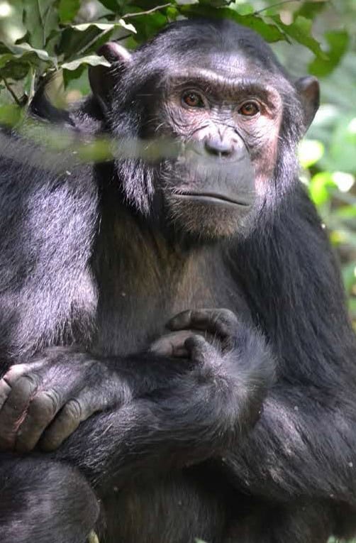 3-Days Chimpanzee Trekking in Uganda