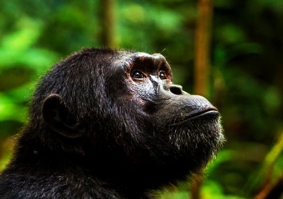 13 Days Best of Uganda and Rwanda Safari