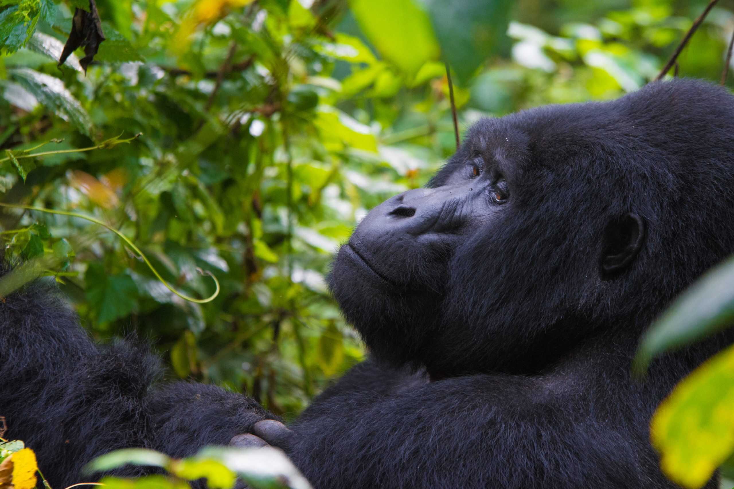 3 Days Gorilla Trekking Luxury Safari