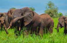 7 Days Uganda Wildlife and Primate Safari