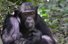 5 Days Luxury Uganda Primate Safari
