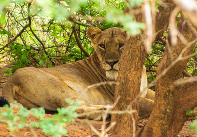10 Days Uganda Luxury Safari