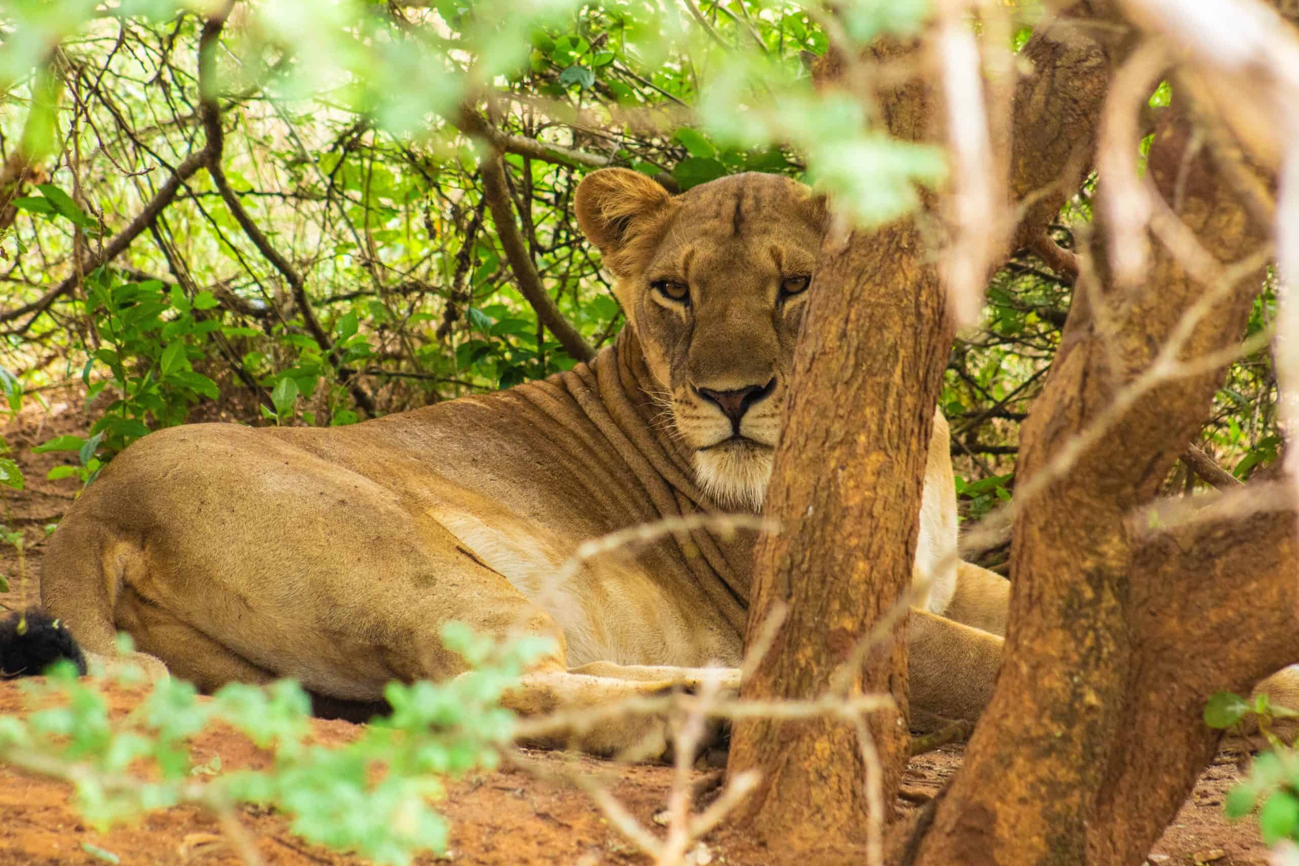 10 Days Uganda Luxury Safari