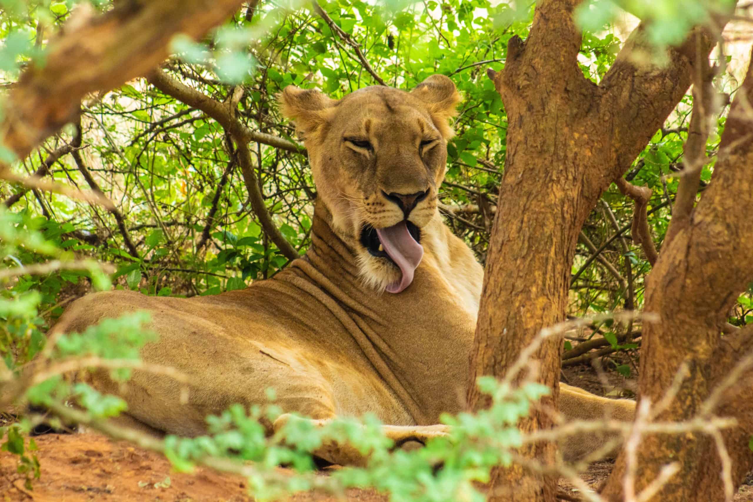 3 Days Big 5 Safari Murchison Falls National Park