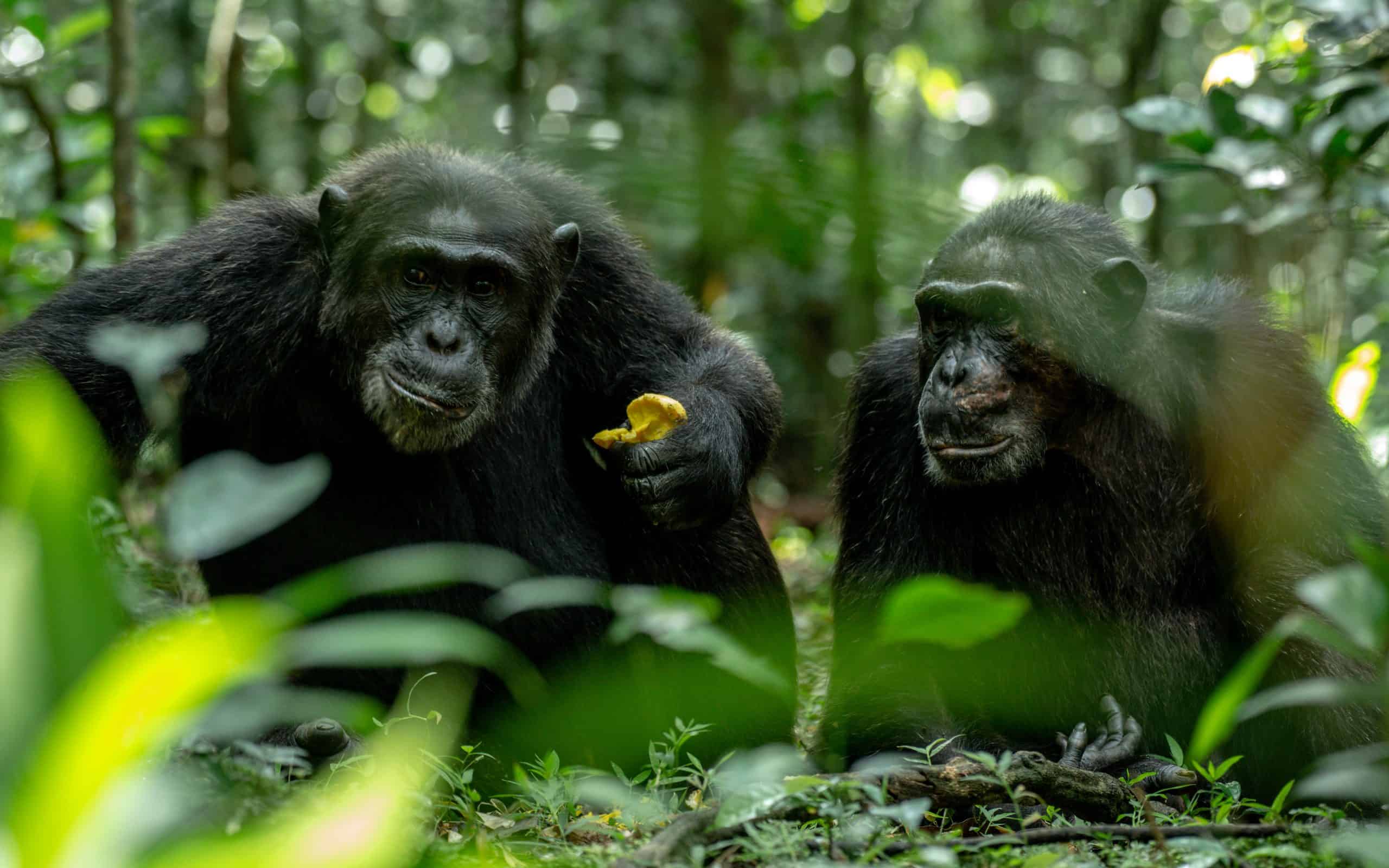 3 Days Luxury Chimpanzee Trekking