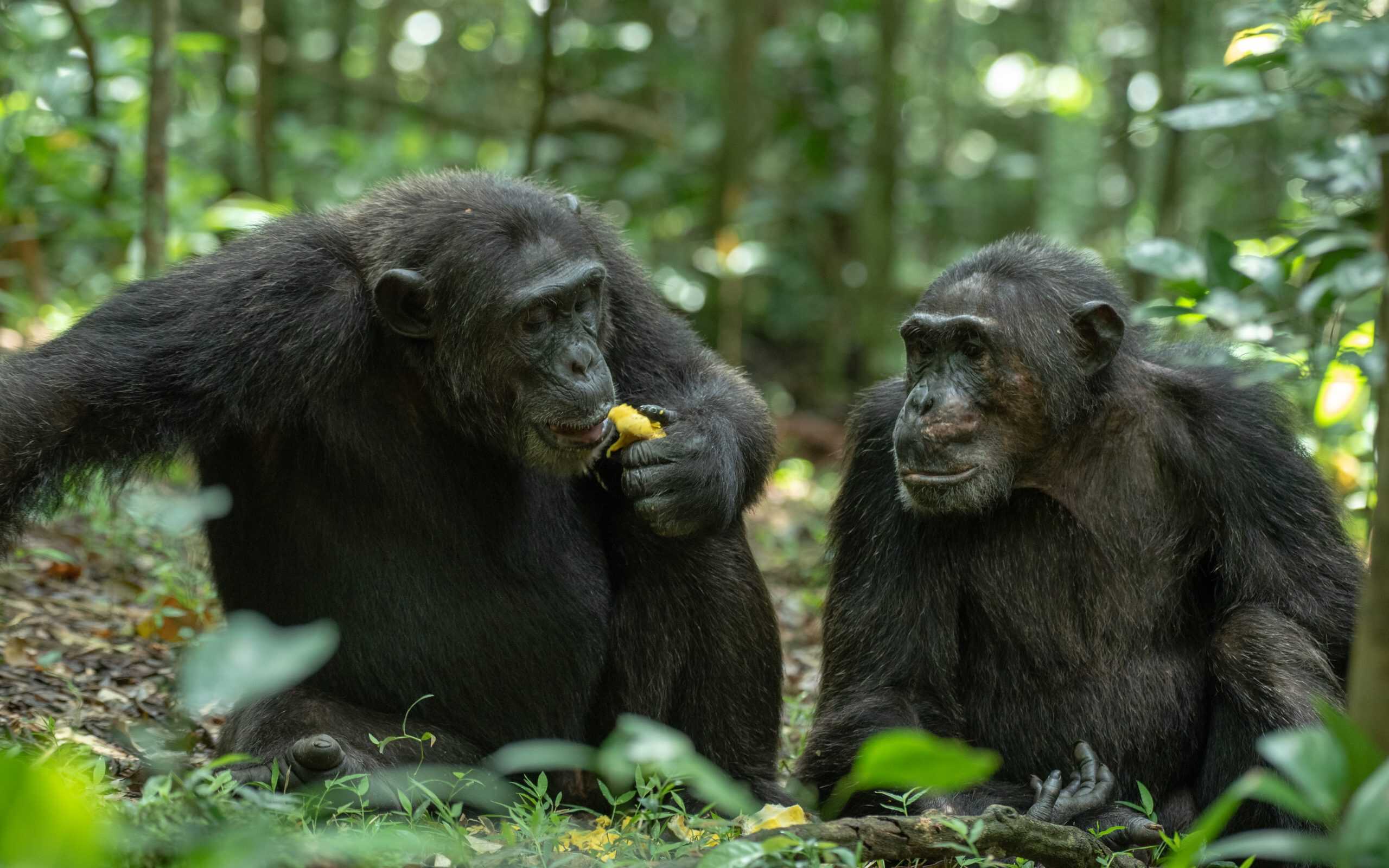 5 Days Uganda Primate Safari