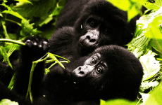 12 Days Big 5, Chimpanzee and Gorilla Tracking Safari