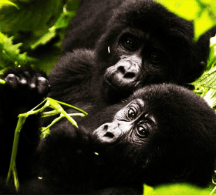 12 Days Big 5, Chimpanzee and Gorilla Tracking Safari