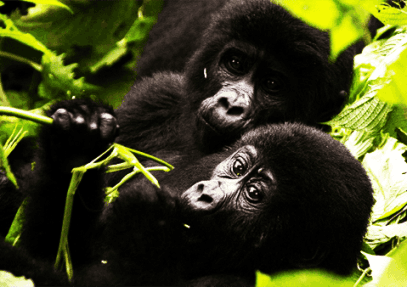12 Days Big 5, Chimpanzee and Gorilla Tracking Safari