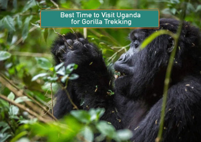 Best Time to Visit Uganda for Gorilla Trekking