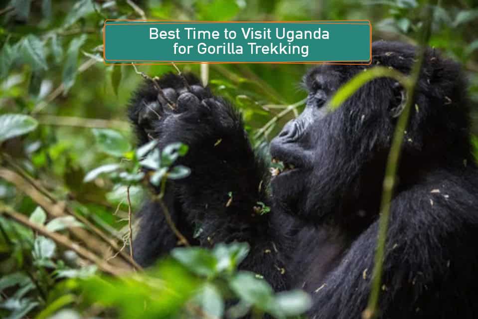 Best Time to Visit Uganda for Gorilla Trekking