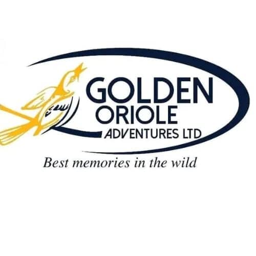 Golden Oriole Adventures