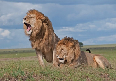 3-Day The Famous Mara Mid-Range Safari