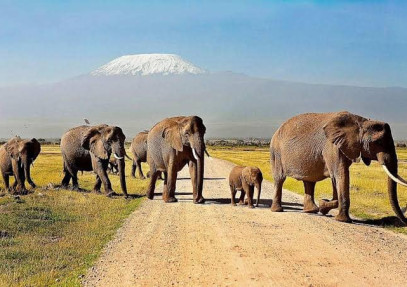 7-Day Masai Mara, Nakuru, Naivasha & Amboseli