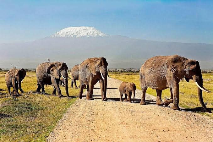 7-Day Masai Mara, Nakuru, Naivasha & Amboseli