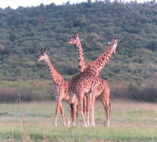 7 Days Amboseli, Nakuru, Naivasha, Maasai Mara