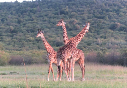 7 Days Amboseli, Nakuru, Naivasha, Maasai Mara