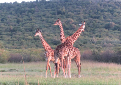 7 Days Amboseli, Nakuru, Naivasha, Maasai Mara