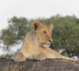 5 Days Maasai Mara, Lake Nakuru, Lake Naivasha