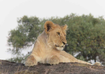 5 Days Maasai Mara, Lake Nakuru, Lake Naivasha