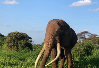 8 Days Magical Kenya Great Wildebeest Migration Safari
