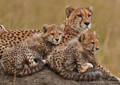 6 Day Northern Tanzania Migration Safari