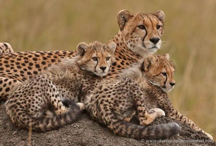 6 Day Northern Tanzania Migration Safari