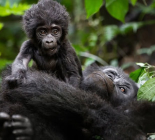 9 Days Gorilla, Chimpanzee & Big Five Safari