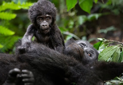 9 Days Gorilla, Chimpanzee & Big Five Safari