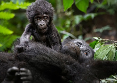 9 Days Gorilla, Chimpanzee & Big Five Safari