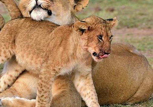 10 Days Kenya Luxury 