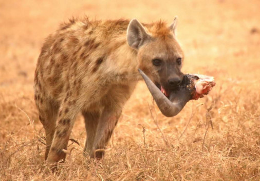 10 Days Kenya Luxury 1