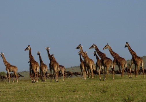 10 Days Kenya Luxury 3
