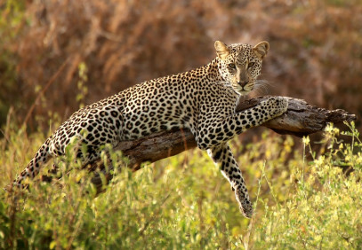 10 Days Best of Kenya Safari